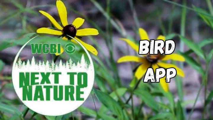 Next to Nature (Bird App)