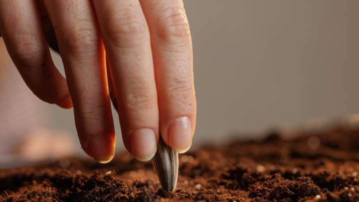 Where To Grow Sunflowers For The Healthiest Plants Possible