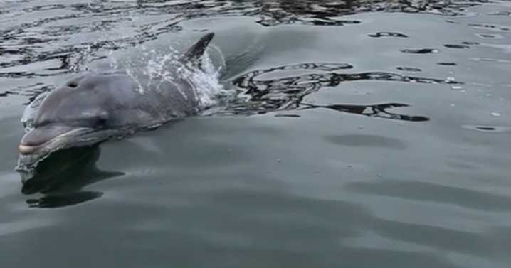 Incredible moment pod of dolphins caught on camera swimming near Edinburgh