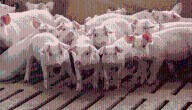 Población porcina del país es de 21.336.552 animales con 3.742.266 cerdos en Antioquía