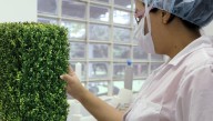 Genetic Engineers Develop Highly Effective New Species Of Protection Hedge