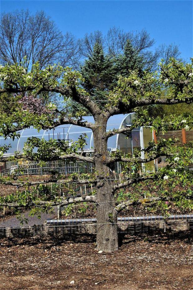 Grow fruit trees in small spaces with the trick known as espalier