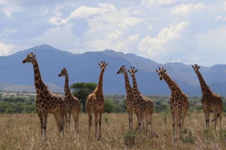 Giraffe is now officially four species