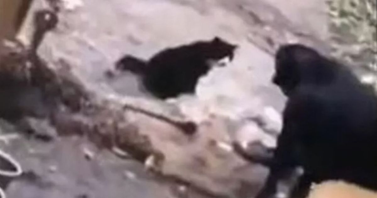 Laughing woman filmed dog’s 'sadistic' attack on cat before posting on Snapchat