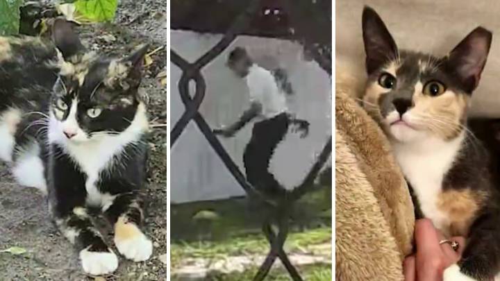 Police arrest man for suspected cat poisoning in Biscayne Park