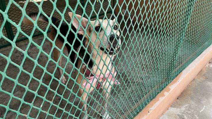 En Mazatlán ya se han dado en adopción 40 mascotas en jornadas responsables