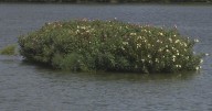 How a floating wetland serves an important role in the Charles River ecosystem