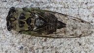 Mizzou Entomologist: Missouri trees are buzzing with cicadas