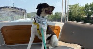 Love at first bark: Chicago River cruise to double as doggie speed