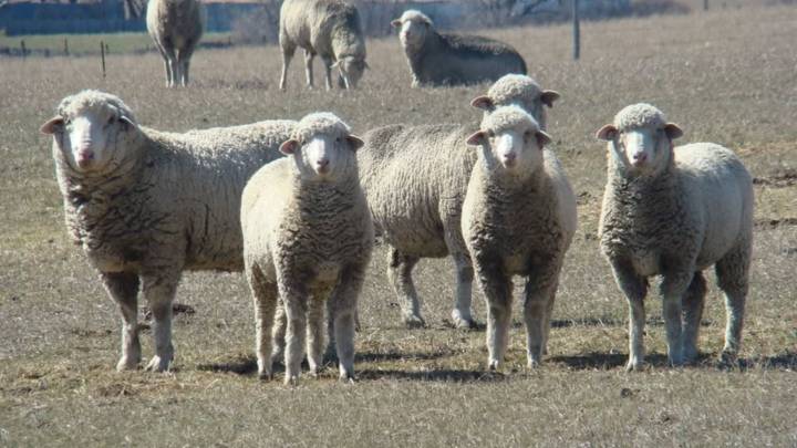 Las exigencias de Chile para volver a importar carne argentina de la Patagonia