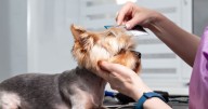 The 'correct' way to brush your dog and common grooming mistakes to avoid