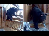 Bear breaks into California home and leaves with assortment of snacks