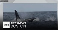 Rare killer whale sighting off Massachusetts coast