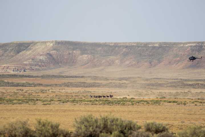 More than 1,600 wild horses rounded up in Wyo.