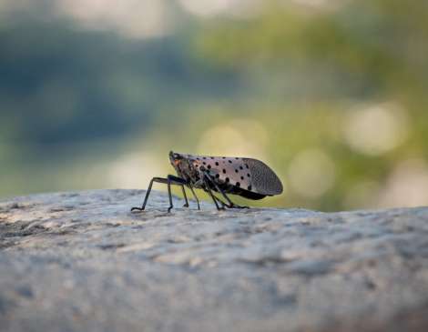 Spotted Lanternflies Are Spreading Quite a Bit in Ohio