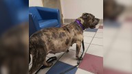 Heavily Pregnant Dog Didn't Let Anyone Near Her Until A North Carolina Foster Mom Showed Up