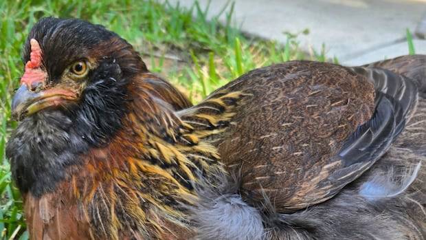 The world's oldest chicken keeps surviving everything life throws at her