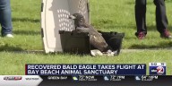 Recovering Bald eagle takes flight at Bay Beach Wildlife Sanctuary
