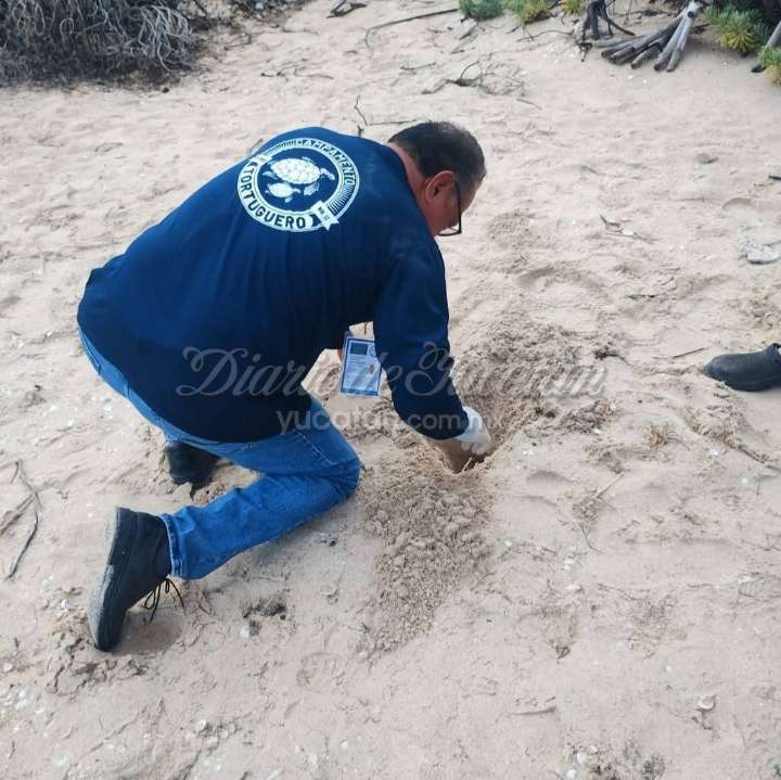 Detectan nuevos nidos de tortuga marina en zona costera de Progreso