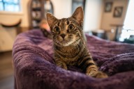 First cat cafe in Western Mass. aims to create welcoming, relaxing space for guests