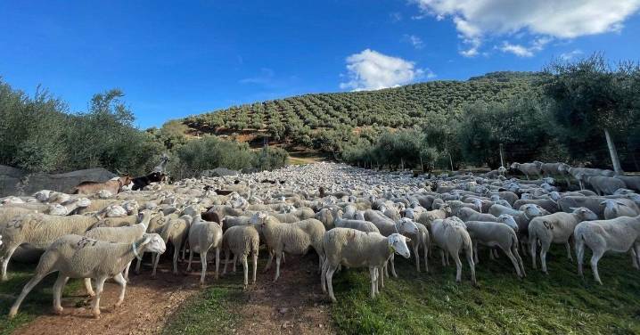 La Diputación reparte 515.000 euros en ayudas a 183 agricultores y ganaderos jiennenses