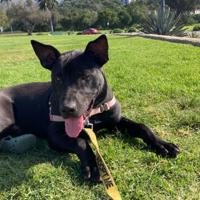 CAPA Pet of the Week: Bento