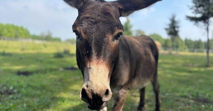Miniature donkey searches for soulmate in Erin, Ont.