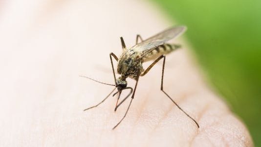 The world's deadliest animal lives in Arizona. Here's what to know