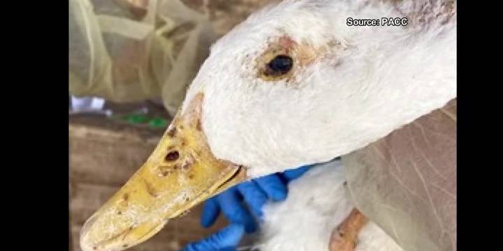More than 200 animals recovered in Pima County neglect case