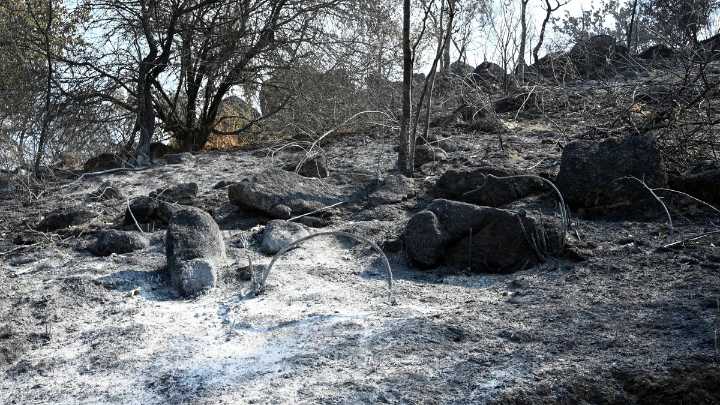 Qué son los intereses cinegéticos que están detrás de algunos incendios forestales