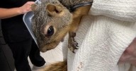 The Mystery of the Zip-tied Squirrel: A North Texas animal shelter is looking for answers