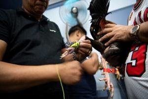 Online cockfighting thrives in Philippines despite ban and murders
