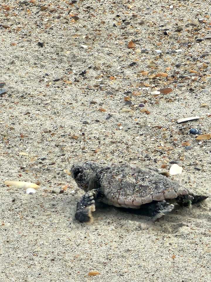 Hurricane Erin destroys sea turtle nests along North Carolina beach