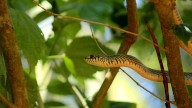 Wild encounter: Nearly 6-foot snake spotted slithering at Ohio state park