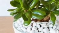 Poner ajo al árbol de jade: por qué lo recomiendan expertos en jardinería