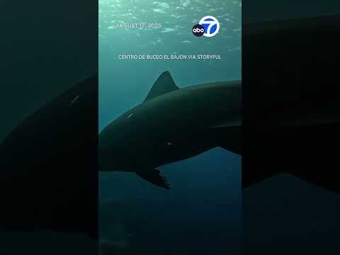 Endangered shark swims overhead in eerie footage