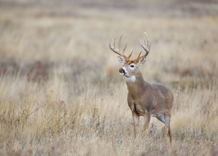 2025-26 Texas hunting and fishing licenses on sale