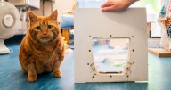 Cat so fat she can't get through a cat-flap needs a new home