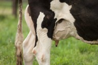 Florida farm identified as source of raw milk that sickened 21