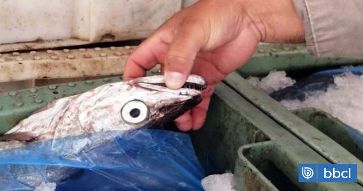 Pescadores de Calbuco acusan a pares de Palena y Butachauques de extraer merluza austral pese a veda