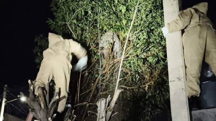 6 colonias de Soledad, donde más se reportan enjambres de abejas