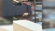 Colorado Family Shocked After 2 Years When Rescuers Say Their Lost Dog Was Found