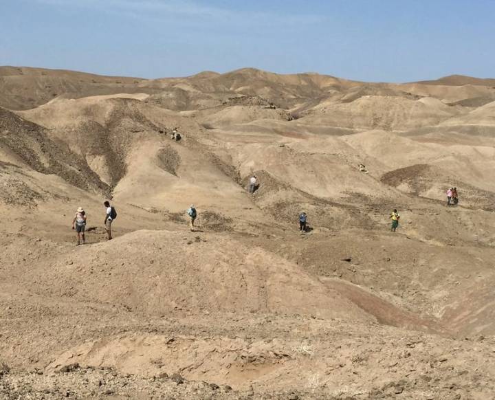 Ethiopian fossils reveal new species in human evolutionary lineage