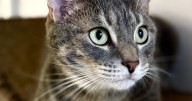 Pet of the week
