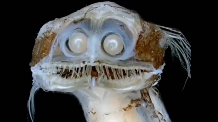El pez telescopio que parece salido de una película de ciencia ficción y causó furor tras el streaming del Conicet