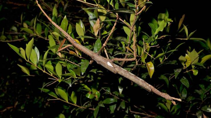 Este bicho palo de Australia se convierte en uno de los insectos que más pesan del mundo (¡como una pelota de golf!)
