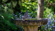 Reuse An Old Window For The Simplest DIY Birdbath
