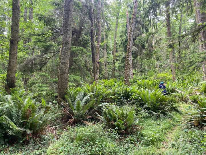 Land Trust completes purchase of Lagoon Point Community Forest