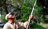 Floreció la esperanza en Cali, floreció el burilico