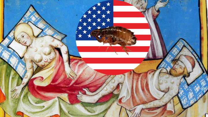 Peste Bubónica en California; segundo caso reportado en los Estados Unidos en el 2025